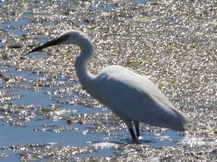 aigrette garzette en vol